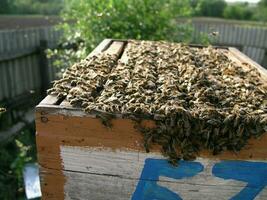 ruche avec ruches sur lequel là sont lot de les abeilles. les abeilles couverture photo