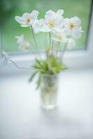 blanc bois anémone fleur avec Jaune centre dans vase sur flou Contexte sur le rebord de fenêtre près fenêtre photo
