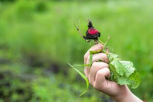 premier de un radis dans main contre Contexte de des lits. récolte rouge boueux un radis dans pièces de Terre. cueillette des légumes concept, photo