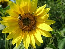 industrieux abeille avec brillant ailes, pollinisateur insecte favoriser pollinisation et le subséquent formation de le fruit, tandis que transfert le pollen de une tournesol à un autre défocalisé photo