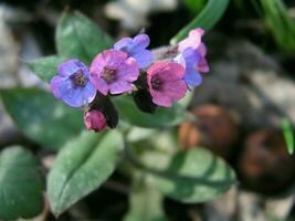 une abeille recueille nectar de blanc jacinthe photo