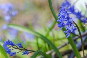 bleu fleurs de le scilla squille épanouissement dans avril. brillant printemps fleur de scilla bifolia fermer photo