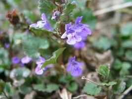 une abeille recueille nectar de blanc jacinthe photo