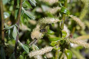 le mon chéri abeille recueille le pollen de le saule. ne pas duveteux épanouissement inflorescences chatons houx saule dans de bonne heure printemps avant le feuilles. photo