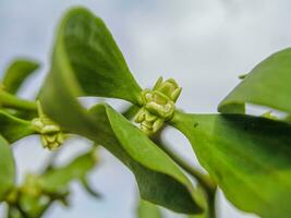 viscère vert fleurs avec feuilles . épanouissement du gui sur branches dans printemps Extérieur. collection de médicinal les plantes pendant floraison dans été et printemps. médicinal herbes. automédication. photo