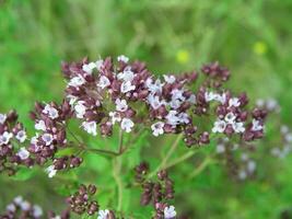 violet fleurs de origan vulgaire, sauvage marjolaine fermer. commun Origan croissance dans prairie. médicinal les plantes de L'Europe  dans juillet. mon chéri plante photo