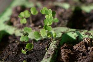 Jeune Roquette choux dans des pots pour semis. pousse des graines de photo