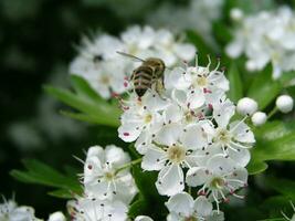 une abeille recueille nectar de le fleurs de poire arbre.blanc fleurs avec cinq pétales et étamines vert épanouissement des arbres dans le printemps. mon chéri les plantes Ukraine. collecte pollen de fleurs et bourgeons . photo