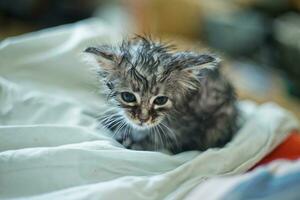 humide détrempé effrayé chaton après bain. animal hygiène. destruction de parasites. traitement de des puces. photo