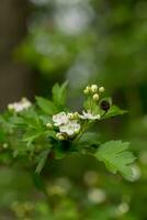 crataegus sanguine roux aubépine blanc fleurs et rouge baies sur branches. épanouissement sibérien aubépine utilisé dans populaire médicament à traiter cœur maladie et réduire cholestérol dans du sang photo