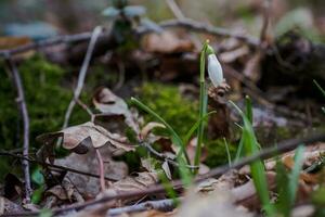 galanthus, perce-neige Trois fleurs contre le Contexte de des arbres. photo