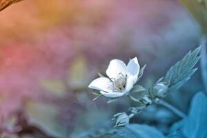 magnifique blanc fraise fleur dans le jardin. le premier surgir de des fraises dans le de bonne heure été. Naturel Contexte. photo