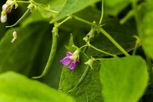 violet fleurs de vert haricot sur une buisson. français des haricots croissance sur le champ. les plantes de floraison chaîne haricots. casser des haricots tranches. haricots vert proche en haut. photo