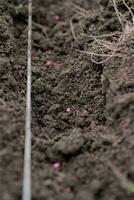 un radis des graines dans sol. noir Terre sur des lits. plantation des radis dans ouvert sol. photo