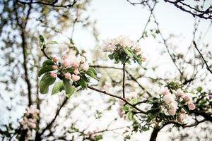 épanouissement branches de Pomme des arbres contre le ciel et des arbres photo