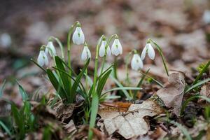 galanthus, perce-neige Trois fleurs contre le Contexte de des arbres. photo