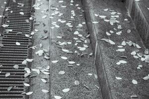 l'automne feuilles sur le sol près pas noir et blanc photo. le fer grille près pas. photo