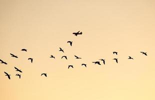 troupeau volant silhouetté d'oiseaux de mer avec avion en arrière-plan. photo