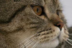 bannière de une proche en haut de une tigré chat visage avec marron yeux et nez photo