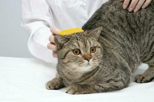 portrait de une magnifique Écossais tigré chat. vétérinaire médicament. photo