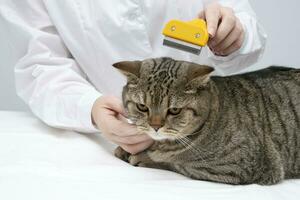 portrait de une magnifique Écossais tigré chat. vétérinaire médicament. photo