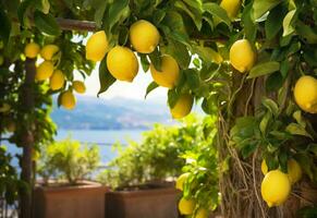 citrons croissance dans une ensoleillé jardin sur amalfi côte dans Italie. ai généré photo