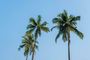 noix de coco des arbres paumes contre le bleu ciel de Inde photo