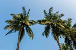 noix de coco des arbres paumes contre le bleu ciel de Inde photo