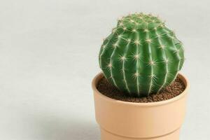 cactus dans minimaliste pot. Contexte. ai génératif pro photo