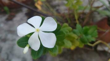 Vinca blanc rose. catharanthus roseus Madagascar pervenche blanc fleur. photo