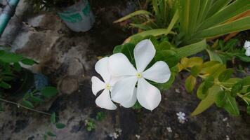 Vinca blanc rose. catharanthus roseus Madagascar pervenche blanc fleur. photo