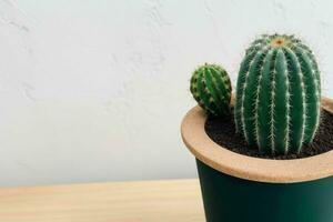 cactus dans minimaliste pot. Contexte. ai génératif pro photo