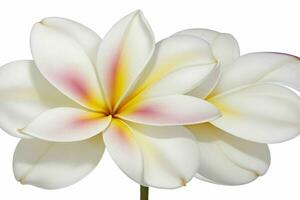 plumeria fleur. Contexte. ai génératif pro photo