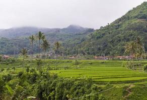rizière près de la montagne photo