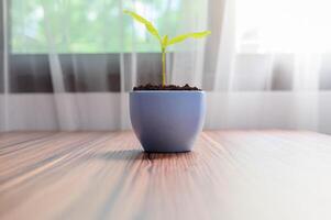 les arbres poussent dans des pots. aime les plantes. photo