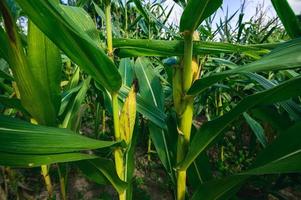 champ de maïs vue de l'agriculture photo