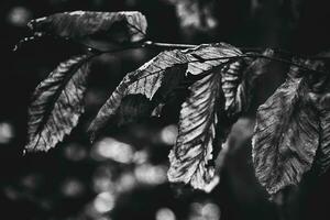 l'automne vieux feuilles dans le du froid lumière du jour photo