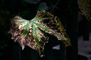 l'automne Contexte avec vert et d'or feuilles illuminé par le chaud Soleil photo