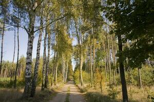 pittoresque l'automne forêt paysage avec coloré des arbres et conifère et saleté chemins photo