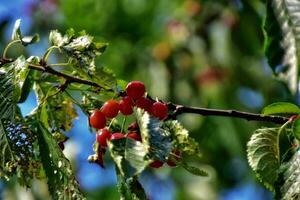 sucré rouge cerises sur une arbre branche parmi vert feuilles sur une été chaud da photo