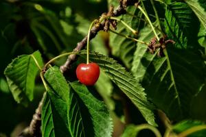 sucré rouge cerises sur une arbre branche parmi vert feuilles sur une été chaud da photo