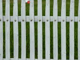 blanc clôture sur une vert herbe photo