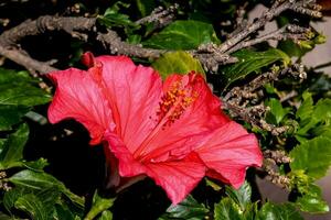 une rouge fleur est dans le milieu de une buisson photo