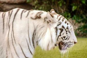 une blanc tigre avec ses bouche ouvert photo