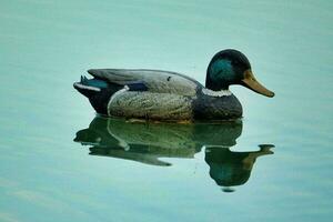 une sauvage canard photo