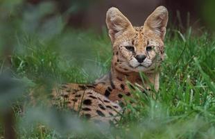 serval dans l'herbe photo