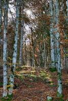 Contexte avec des arbres photo