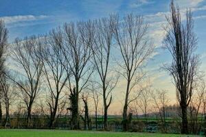 Contexte avec des arbres photo