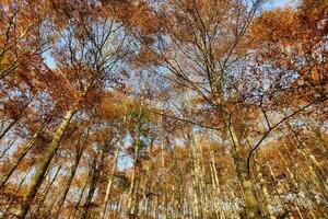 Contexte avec des arbres photo