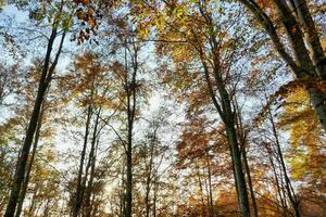 Contexte avec des arbres photo